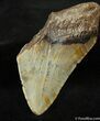 Megalodon Tooth SC #962-1